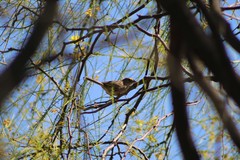 Ammodramus humeralis