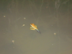 Agalychnis spurrelli