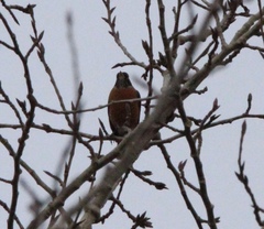 Turdus migratorius