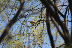Ammodramus humeralis