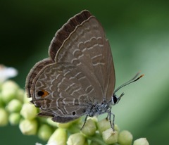 Anthene emolus goberus