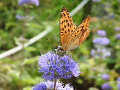 Argynnis laodice