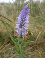 Veronica orchidea