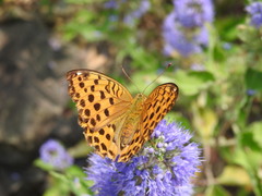 Argynnis laodice