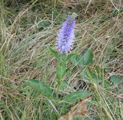 Veronica orchidea