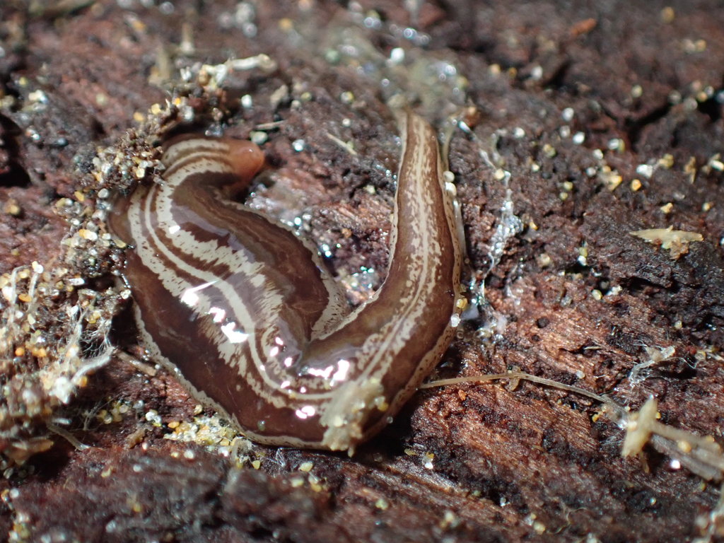 Artioposthia polyadoides