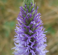 Veronica orchidea