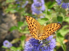 Argynnis laodice