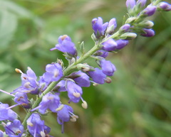 Veronica longifolia longifolia