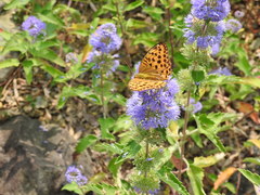 Argynnis laodice