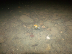 Agalychnis spurrelli