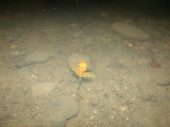 Agalychnis spurrelli