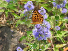 Argynnis laodice