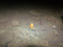 Agalychnis spurrelli