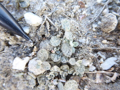 Atriplex buchananii