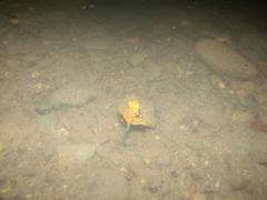 Agalychnis spurrelli