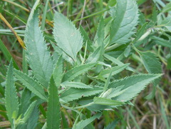 Veronica longifolia longifolia