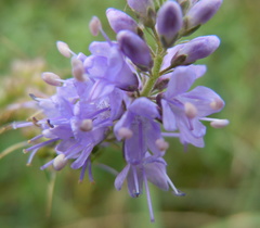 Veronica longifolia longifolia