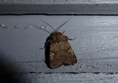 Proteuxoa tetronycha