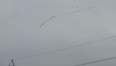 Anser brachyrhynchus