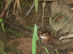 Boana rosenbergi