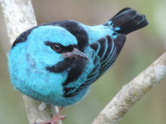 Dacnis cayana