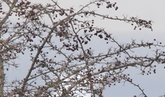 Crataegus monogyna