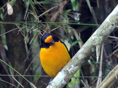 Euphonia violacea