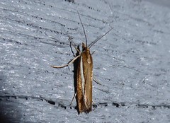 Orocrambus flexuosellus