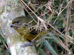Euphonia violacea