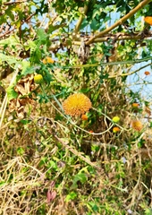 Verbesina crocata
