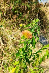 Verbesina crocata