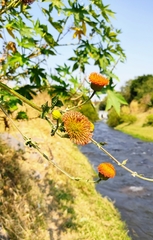 Verbesina crocata