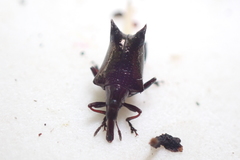 Scolopterus penicillatus