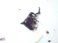 Scolopterus penicillatus