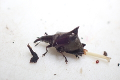 Scolopterus penicillatus