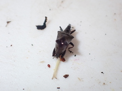 Scolopterus penicillatus