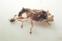 Stephanorhynchus curvipes