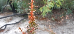 Gyrostemon australasicus