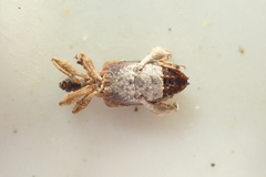 Stephanorhynchus curvipes