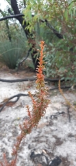 Gyrostemon australasicus
