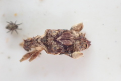 Stephanorhynchus curvipes