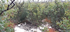 Gyrostemon australasicus