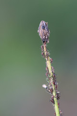 Uroleucon hypochoeridis