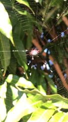 Gasteracantha cancriformis