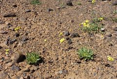 Diplotaxis pitardiana