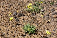 Diplotaxis pitardiana