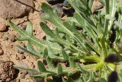 Diplotaxis pitardiana