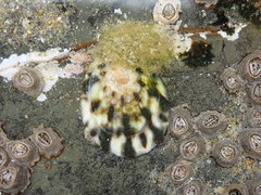 Collemopsidium ostrearum