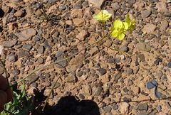 Diplotaxis pitardiana